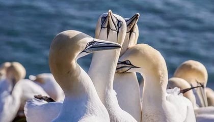 fb sports官网-韩选手星际争霸跨界合作项目曝光，星际争霸中韩对抗赛比赛视频