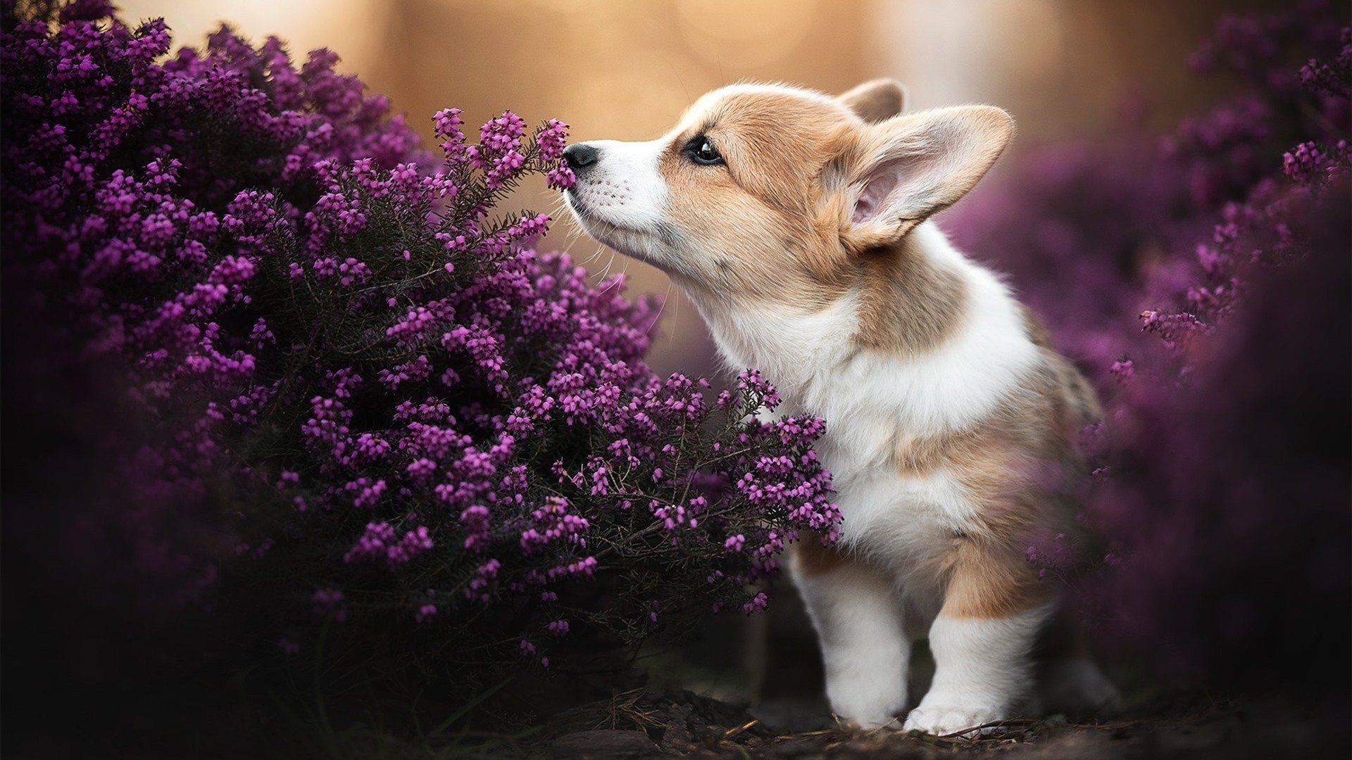 万乐天女子50米仰泳决赛表现稳健,万乐天获女子50米仰泳季军