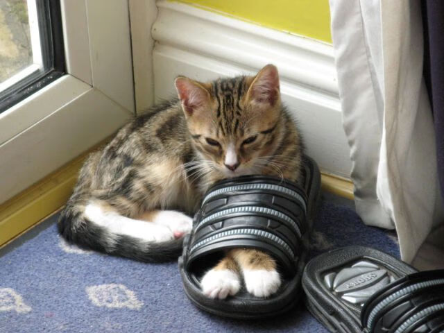 FB体育在线-波波维奇决赛精彩瞬间成为焦点，波波维奇 胜场