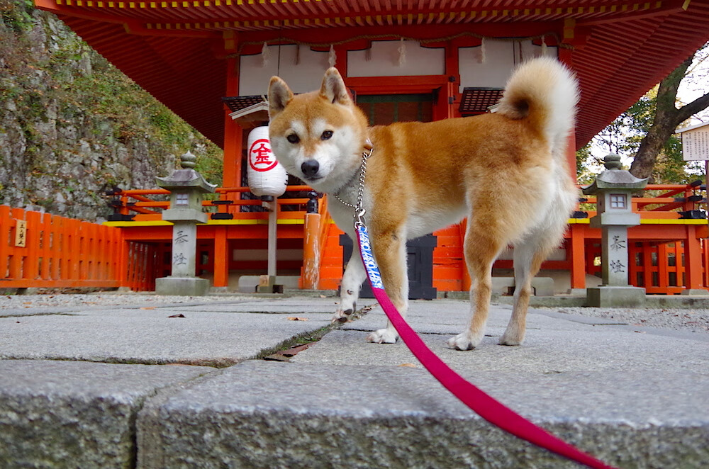 fb体育官网首页-香港队努力冲击主力阵容，青年才俊崭露头角，香港队比赛